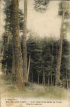 Vintage Postcard Tree Louvesc a clearing in the drill giant Fir trees