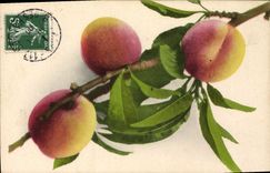 Vintage Postcard Fantaisie Flowers Fishes