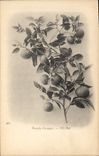 Vintage Postcard Fantaisie Flowers Connects orange tree