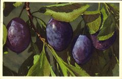 Vintage Postcard Fantasy Flowers Prune