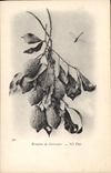 Vintage Postcard Fantasy Bracnhes Flowers of lemon tree