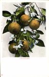 Vintage Postcard Fantasy Flowers Oranges