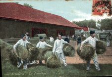 CPA Militaria Artillerie Le fourrage 