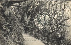 Vintage Postcard Tree Madagascar Tananarive