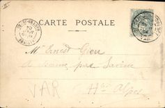 Vintage Postcard Tree the umbrella pines