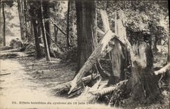 Vintage Postcard Tree Paris Wood of Vincennes terrible Effects of the cyclone of June 16th, 1908