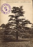 Vintage Postcard Arbre Castle of Malmaison Cedre plants by Josephine
