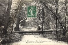 Vintage Postcard Tree Wood of Vincennes the fall of the trees Cyclone of June 16th, 1908