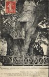 Vintage Postcard Tree Large oak of Allouville