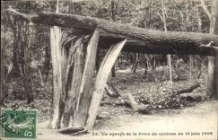 Vintage Postcard Tree Paris Wood of Vincennes One seen of the force of the cyclone of June 16th, 1908