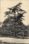 Vintage Postcard Tree Drill of Meudon the large cedar green Tree