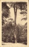 Vintage Postcard Arbre the oak of Lorentz Foret of Belleme Decorates