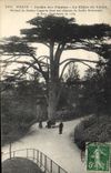 Vintage Postcard Tree Paris Botanical garden the cedar of Lebanon