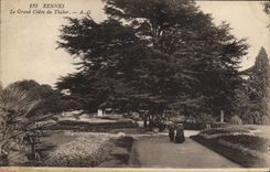 Vintage Postcard Rennes Tree the large cedar of Thabor