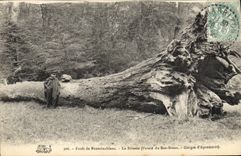 CPA Arbre Foret de Fontainebleau La Briaree Futaie de Bas Breau Gorges d'Apremont 