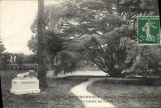 Vintage Postcard Tree Morello cherry Park of the Town hall the cedar of Lebanon
