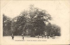 Vintage Postcard Tree Champrosay Drill of Senar Oak of Antin