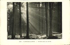 Vintage Postcard Tree Tutti-frutti the Baths Rays under the fir trees