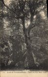 Vintage Postcard Tree Drill of Fontainebleau Oak of the Fairies Ussy Mount