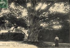 Vintage Postcard Tree the Park St Maur the large oak