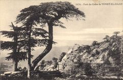 Vintage Postcard Tree Drill of the Cedars of Teniet El Haad