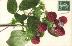 Vintage Postcard Still life Fantasy Raspberries