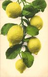 Vintage Postcard Still life Fantasy Lemons