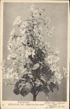 Vintage Postcard Fantasy Flowers Begonia Glory of Lorraine