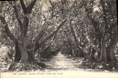 Postal Árbol Argel Jardín de prueba Ida de los Ficus
