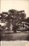 Postal Árbol Montigny Lencoup Cedre del Líbano