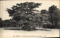 Postal Árbol Jardín de la fuente el cedre