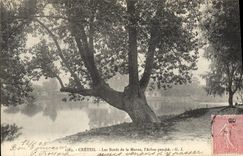Postal Árbol Creteil las orillas de la Marga el árbol inclina