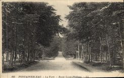 Postal Árbol Taladro de Fontainebleau Carretera Louis Philippe