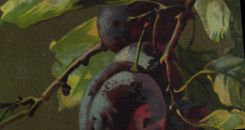 Postal Fantasia Natural muerto Purnes