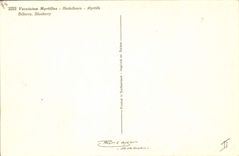 Postal Fantasia Natural muerto Arándanos