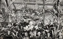 Postal Plantas Java Indonesia