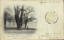 Postal Árbol Bar el Duque Olmo gigante establece hacia 1610 Pasto de la alta Ciudad