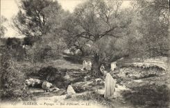 Postal Árbol Argelia Paisaje Madera de olivares