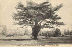 Postal Árbol Montigny Leloup Cedre del Líbano