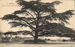 Postal Árbol Nimes el grande cedre la fuente