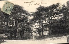 Postal Árbol París Ida de los cedros al jardín de las Plantas