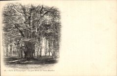 Postal Árbol Taladro de Compiègne la grande haya de Viejos Molinos