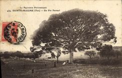 Postal Árbol San Máximo un pino piñonero