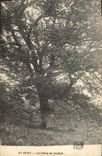 CPA Arbre St Point Le chene de Jocelyn