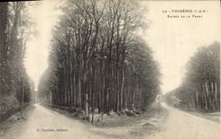 CPA Arbre Fougeres Entree de la foret