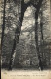 CPA Arbre Foret de Fontainebleau Les freres Siamois