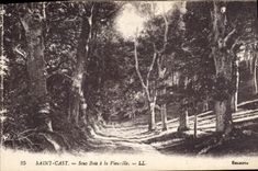 CPA Arbre Saint Cast Sous bois a la Vieuville