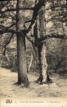 CPA Arbre Foret de Fontainebleau Le chene charme