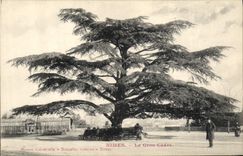 CPA Arbre Nimes Le gros cedre