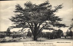 CPA Arbre Environs de Montereau Le cedre de Montigny Leloup